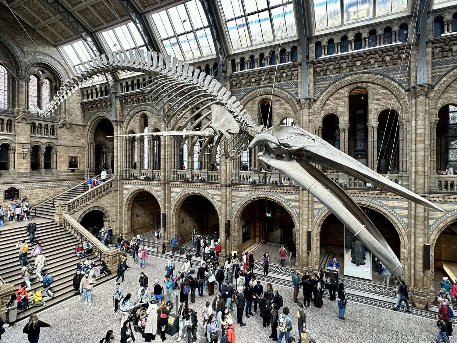A blue whale skeleton hanging from the glass roof of the Natural History Museum's Hintze Hall, with visitors on the floor and staircase below.