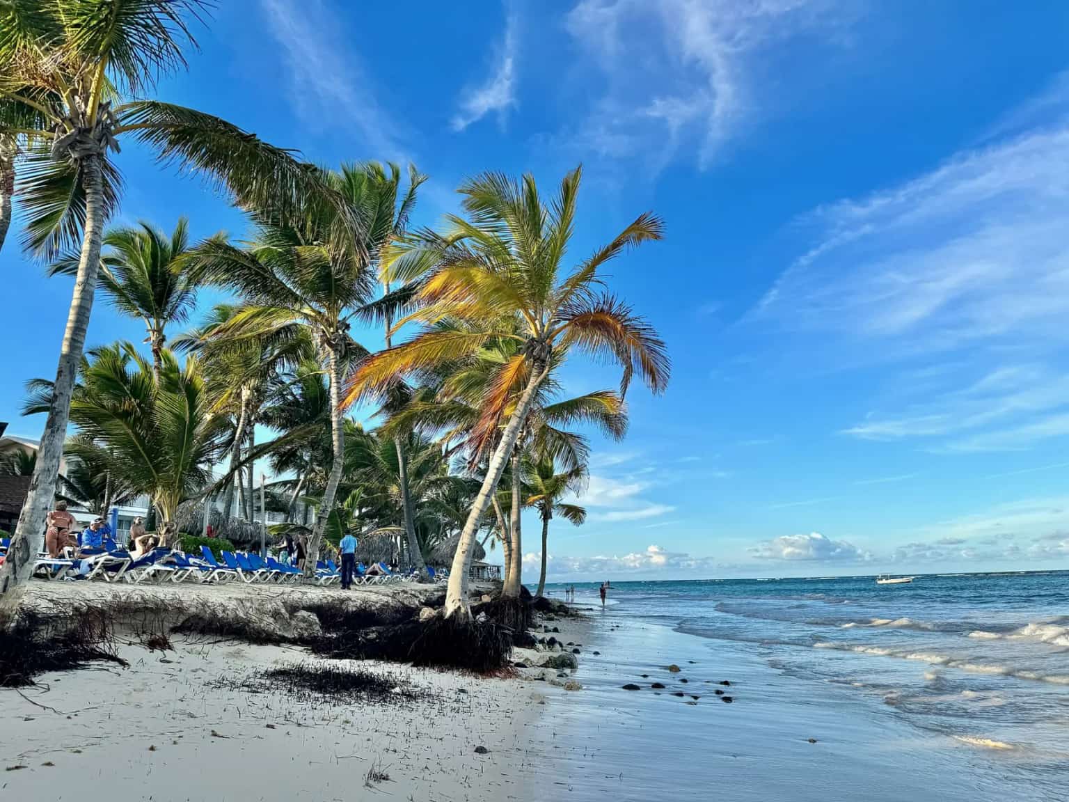 Palms leaning over Playa Bávaro