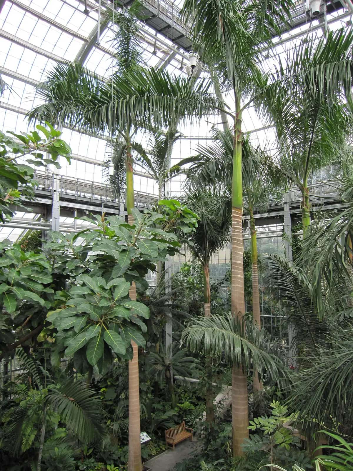 Tall palms and dense tropical plants filling the glass-roofed jungle room of the U.S. Botanic Garden Conservatory.