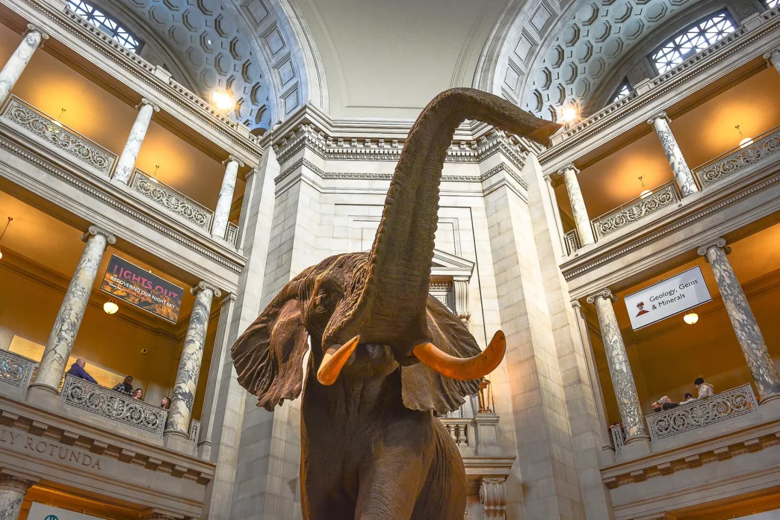 The large African elephant specimen in the domed, columned rotunda of the Smithsonian National Museum of Natural History.