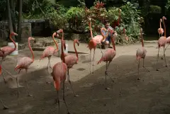 A group of pink flamingos walking across a sandy yard at Ardastra Gardens in Nassau