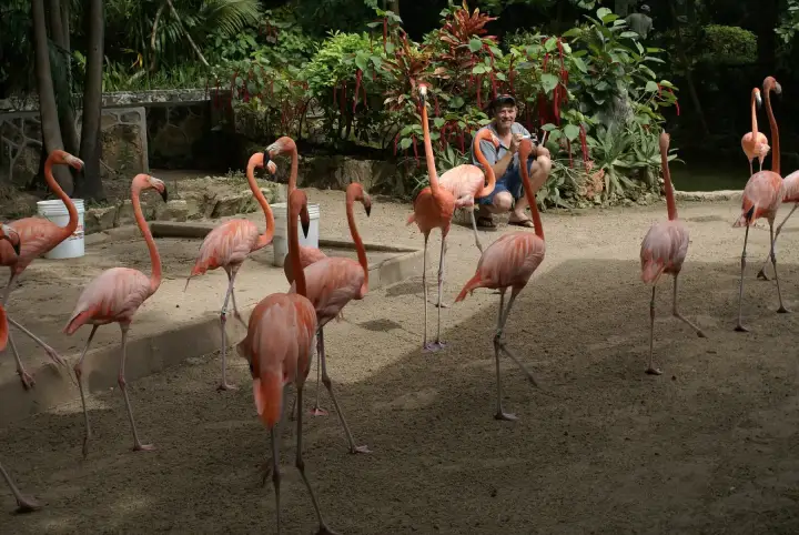 A group of pink flamingos walking across a sandy yard at Ardastra Gardens in Nassau