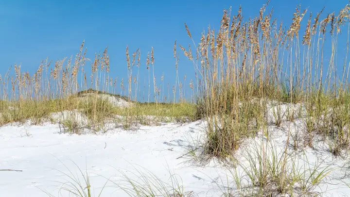 Sea oats waving on bright white sand dunes under a clear blue sky at Topsail Hill Preserve State Park.