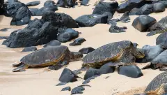 Two green sea turtles resting on pale sand between black lava boulders at Ho'okipa Beach