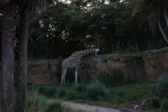 A reticulated giraffe browsing on the edge of a rocky ridge among palms and dense green trees on Kilimanjaro Safaris