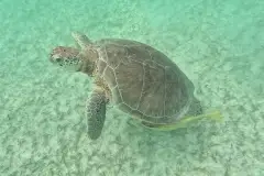 Green sea turtle swimming low over seagrass in clear pale-green water at Akumal