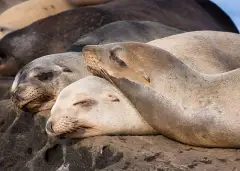 Two California sea lions asleep against each other on a sun-warmed rock in La Jolla