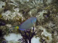 A stoplight parrotfish swimming over coral and a purple sea fan in Princess Alexandra National Park