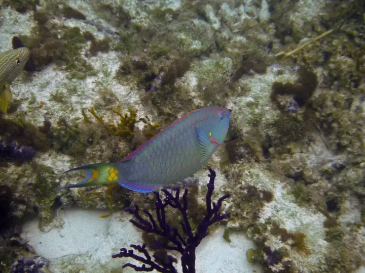 A stoplight parrotfish swimming over coral and a purple sea fan in Princess Alexandra National Park