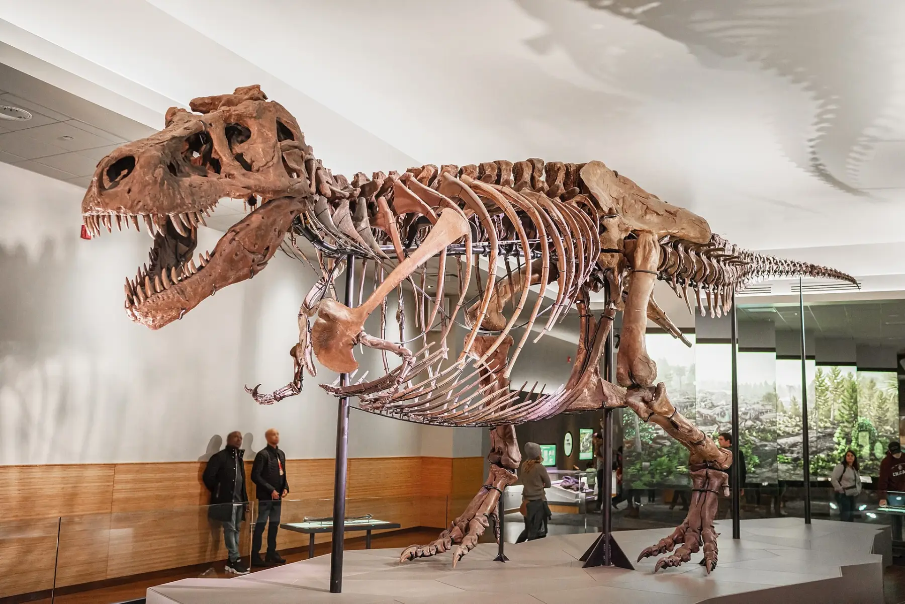 The skeleton of SUE the Tyrannosaurus rex mounted mid-stride in a bright gallery at the Field Museum.