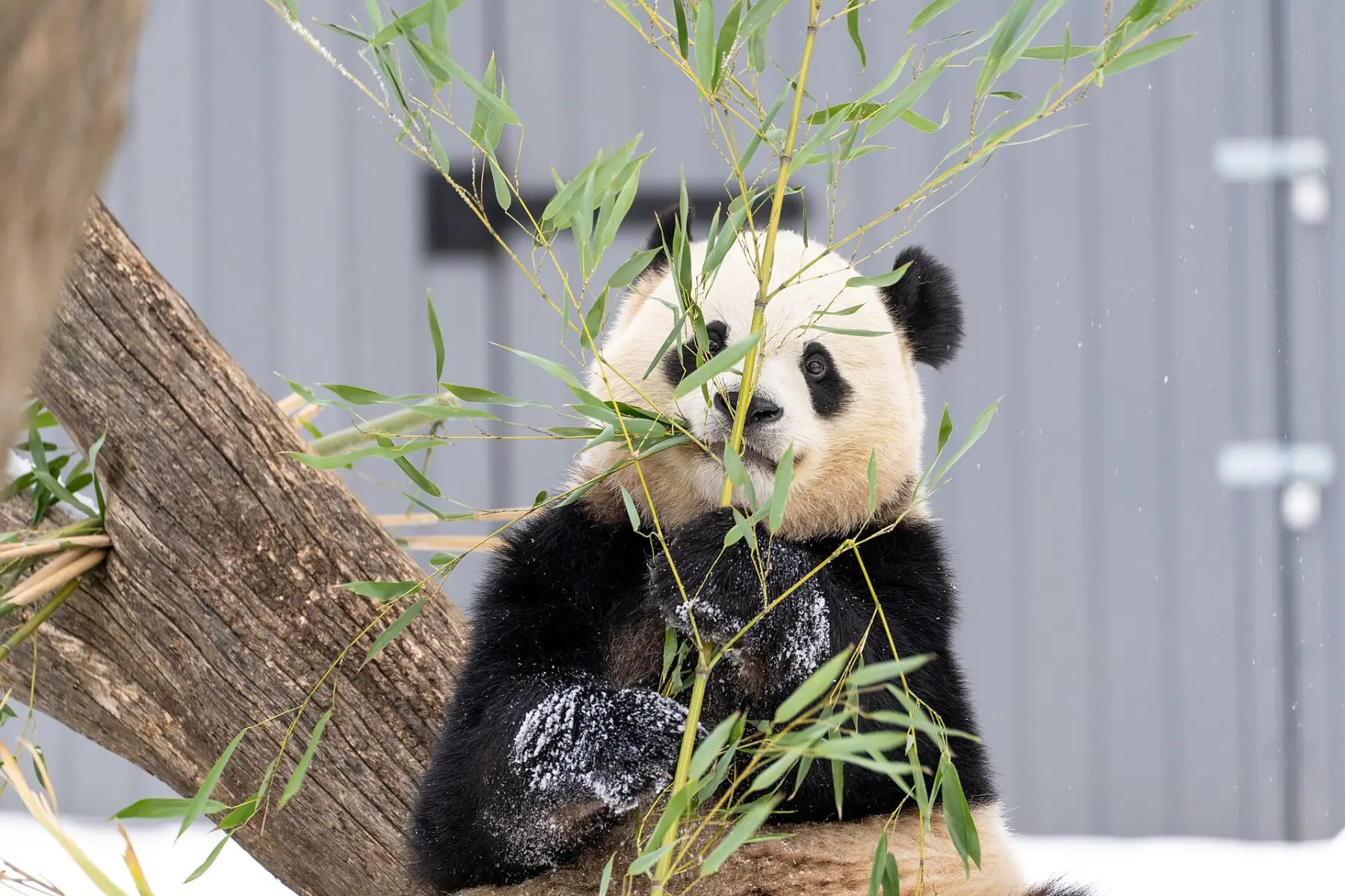 A giant panda sitting in the fork of a tree eating fresh bamboo leaves at the Smithsonian's National Zoo.